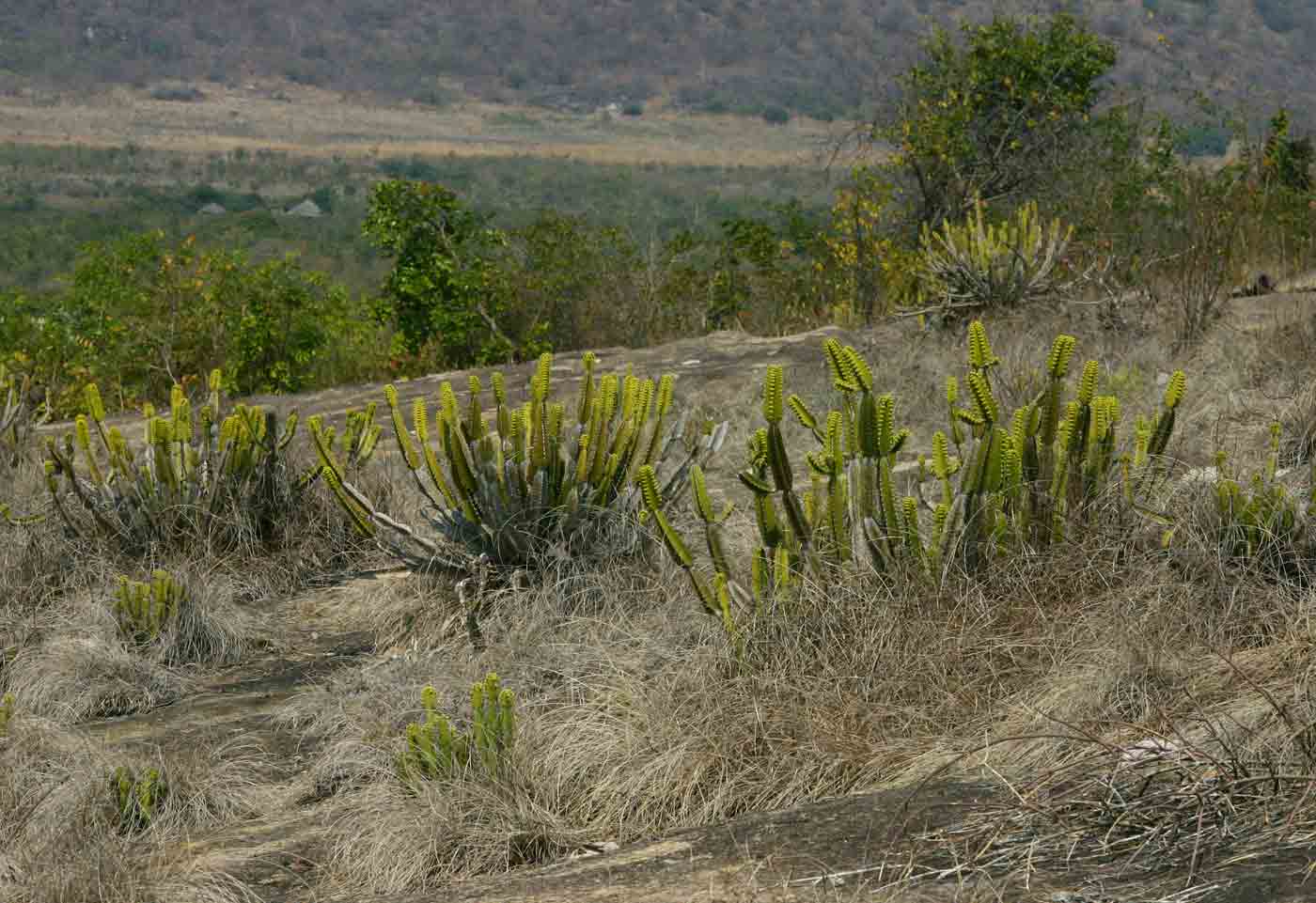 Euphorbia graniticola