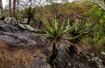 Euphorbia graniticola