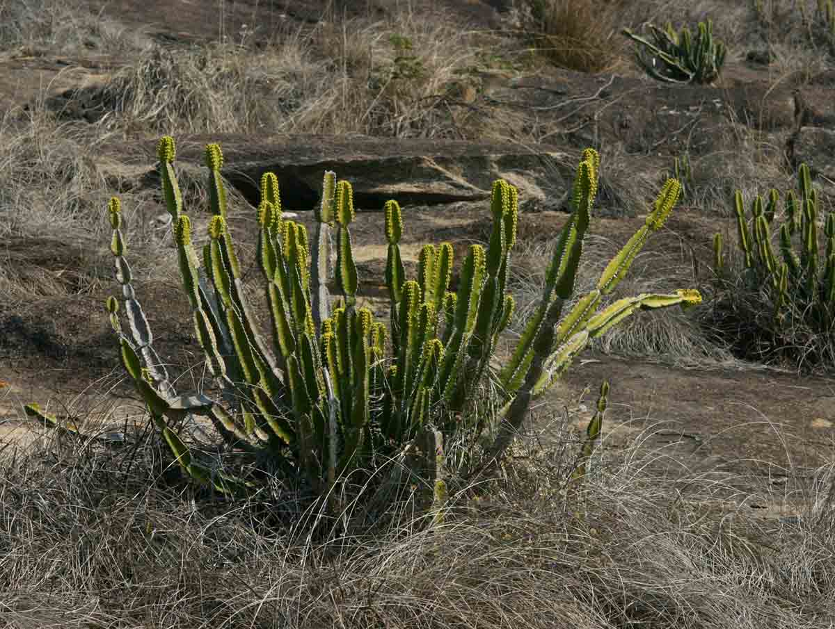 Euphorbia graniticola