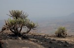Euphorbia graniticola