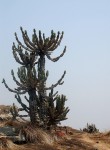 Euphorbia graniticola