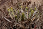 Euphorbia graniticola