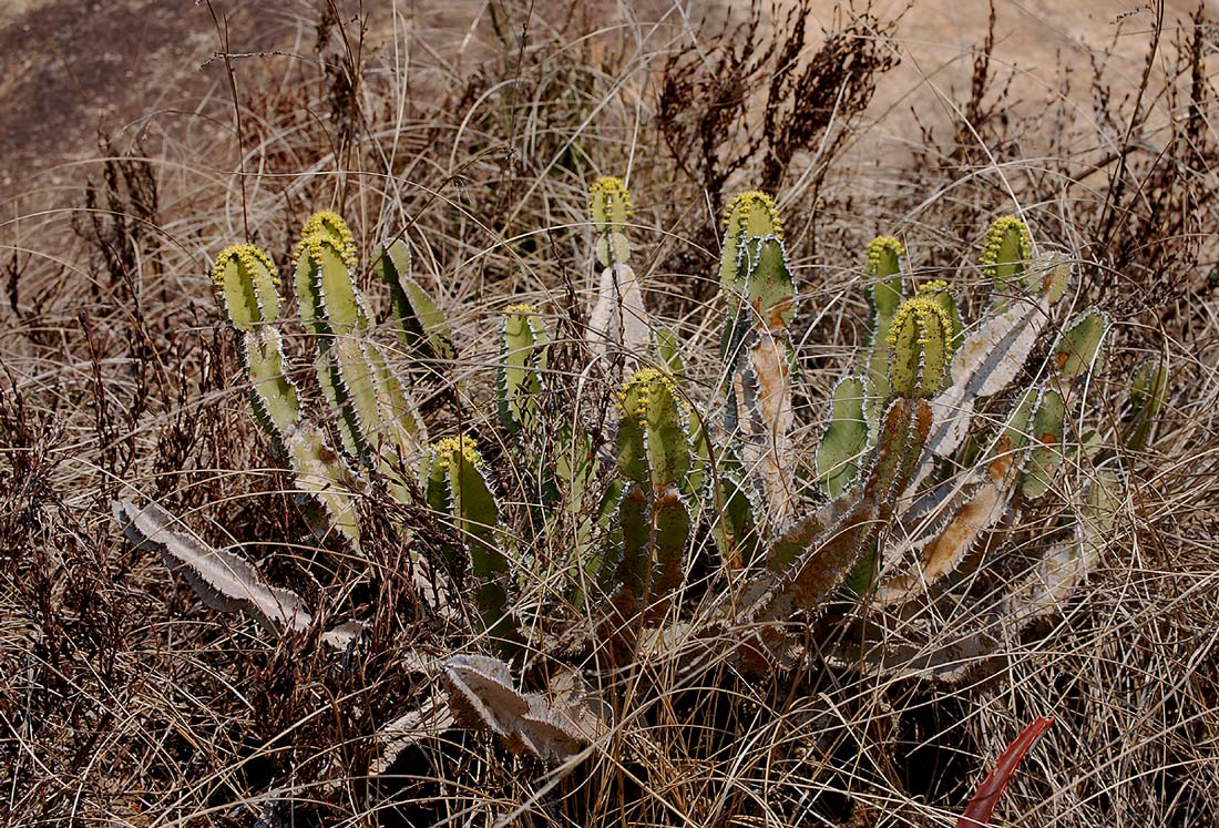 Euphorbia graniticola