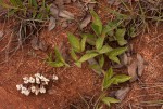 Pearsonia grandifolia subsp. latibracteolata