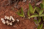 Pearsonia grandifolia subsp. latibracteolata