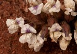 Pearsonia grandifolia subsp. latibracteolata