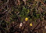 Pearsonia mesopontica
