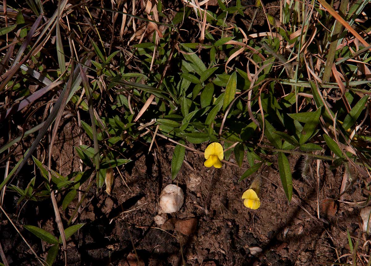 Pearsonia mesopontica