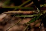 Pearsonia mesopontica