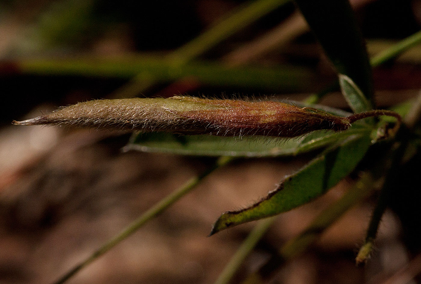 Pearsonia mesopontica