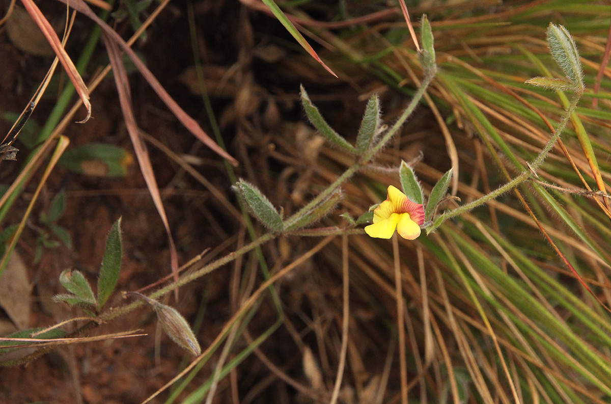 Pearsonia mesopontica