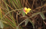 Pearsonia mesopontica