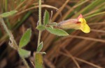 Pearsonia mesopontica