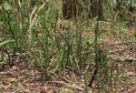 Euphorbia ambroseae var. ambroseae