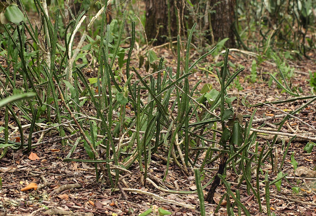 Euphorbia ambroseae var. ambroseae