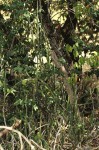 Euphorbia ambroseae var. ambroseae