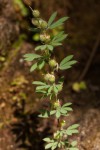 Crotalaria alexandri