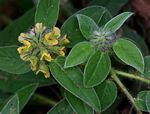 Crotalaria anthyllopsis