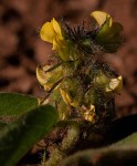 Crotalaria anthyllopsis