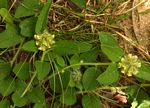 Crotalaria anthyllopsis