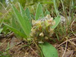 Crotalaria anthyllopsis