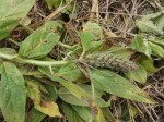 Crotalaria anthyllopsis
