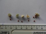 Crotalaria anthyllopsis