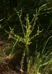 Crotalaria caudata