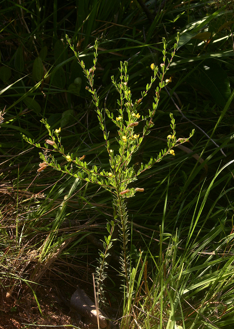 Crotalaria caudata