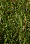 Crotalaria caudata