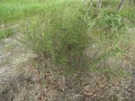 Crotalaria caudata
