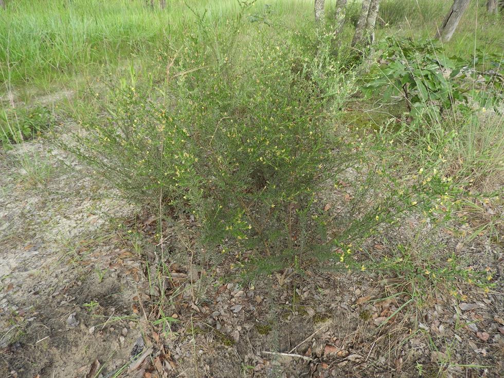 Crotalaria caudata