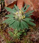 Crotalaria cephalotes
