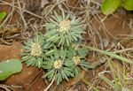 Crotalaria cephalotes