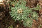 Crotalaria cephalotes