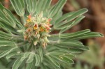 Crotalaria cephalotes