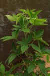 Crotalaria cleomifolia
