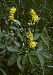 Crotalaria collina