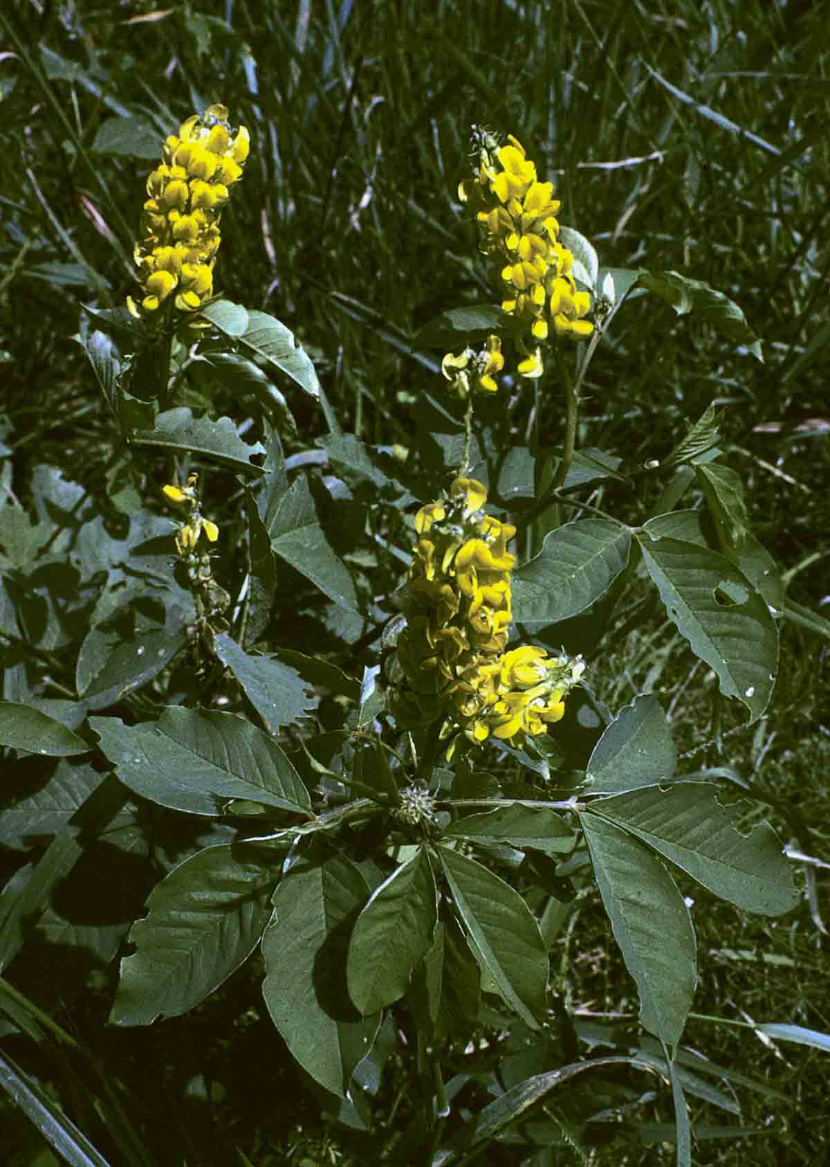 Crotalaria collina
