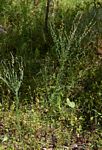 Crotalaria filicaulis var. filicaulis