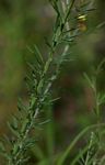 Crotalaria filicaulis var. filicaulis