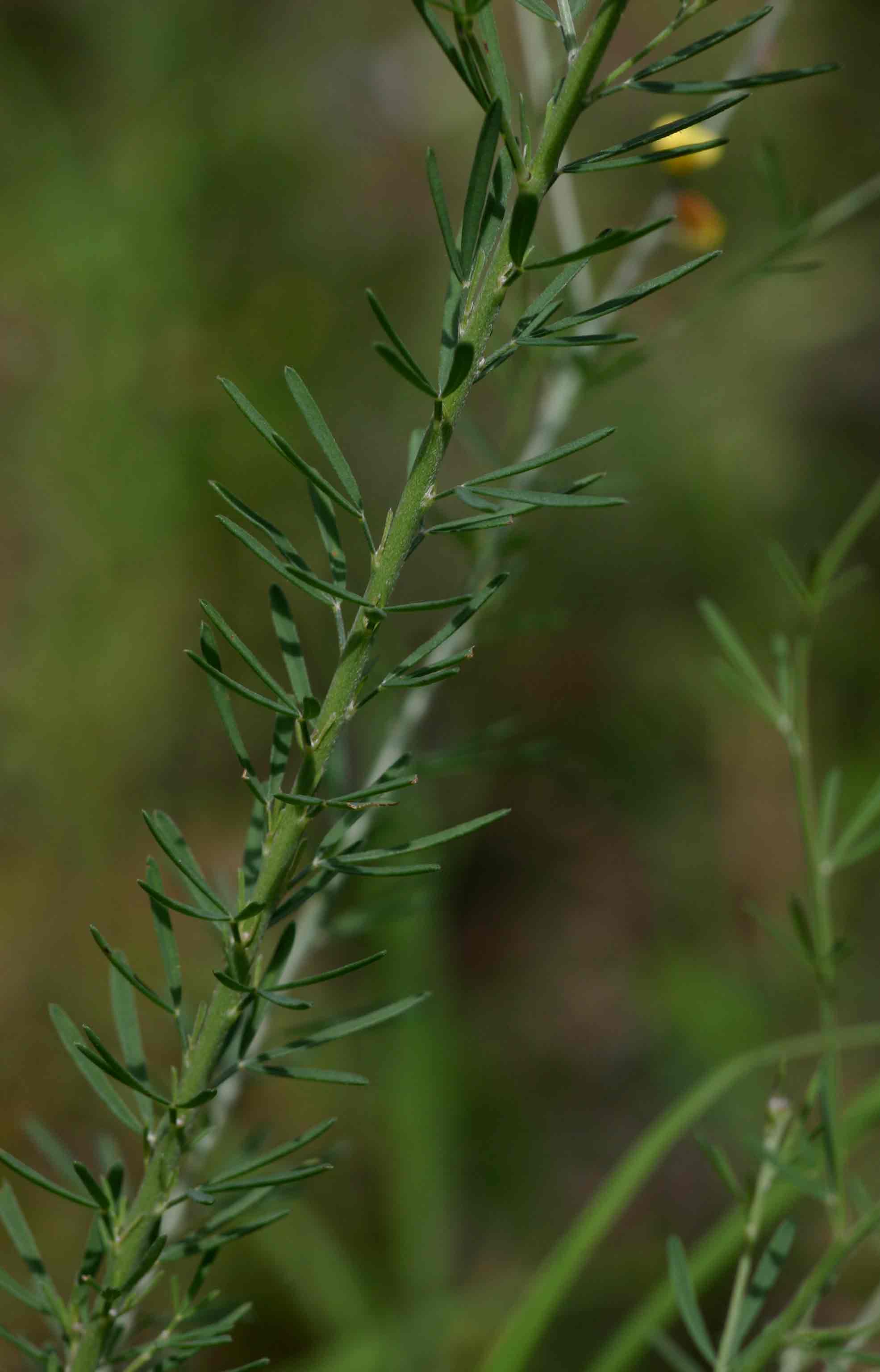 Crotalaria filicaulis var. filicaulis