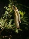 Crotalaria gazensis subsp. gazensis