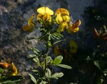 Crotalaria gazensis subsp. gazensis