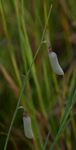 Crotalaria glauca