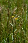 Crotalaria juncea