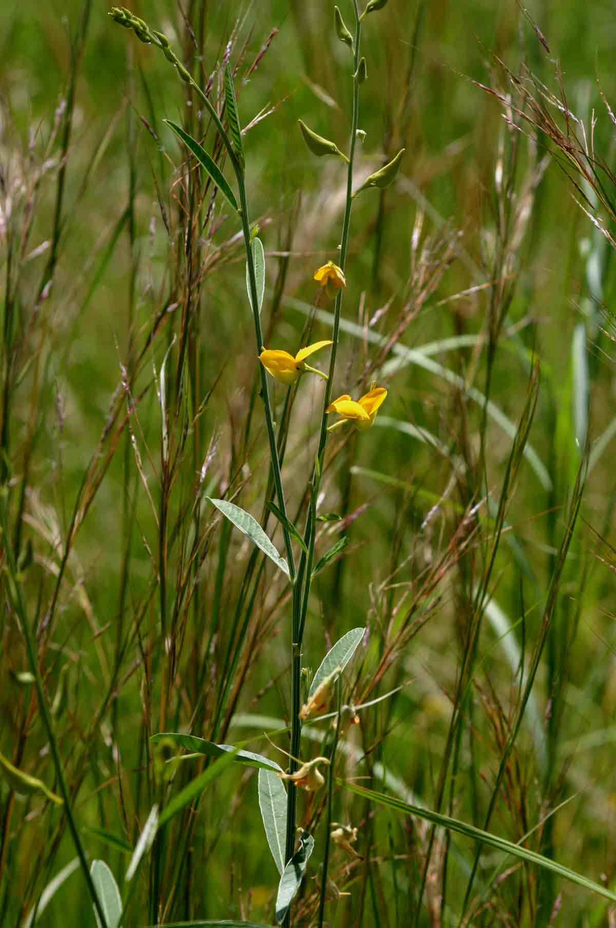 Crotalaria juncea