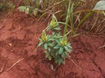 Crotalaria kipandensis