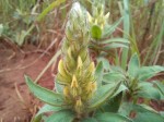 Crotalaria kipandensis