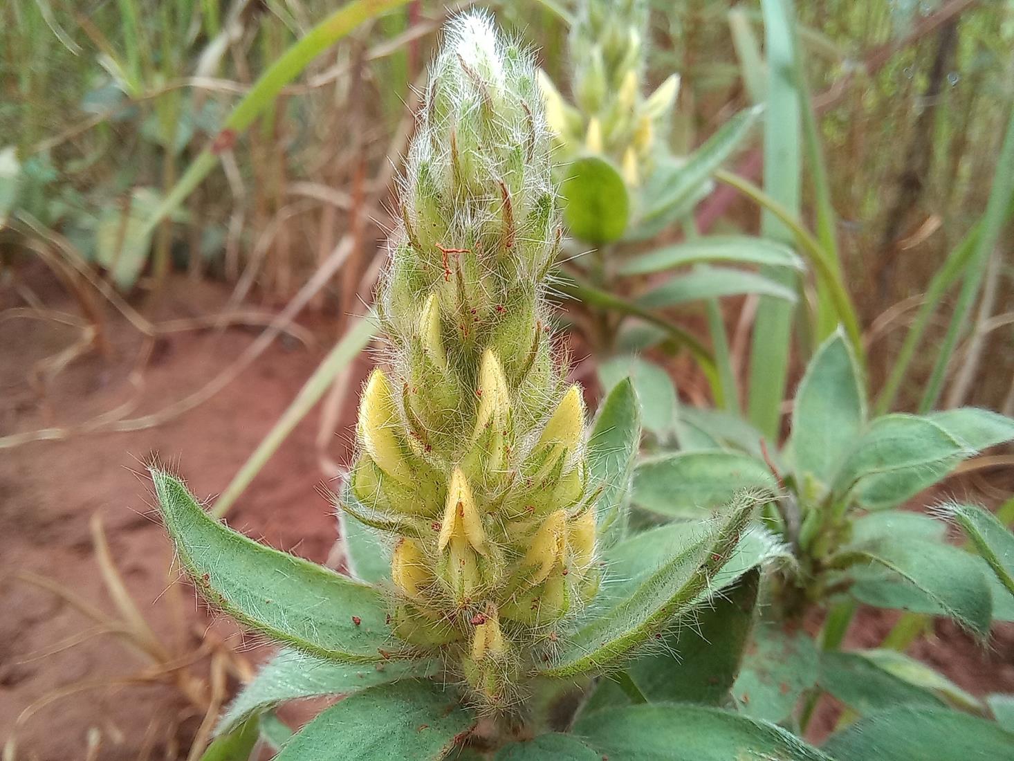 Crotalaria kipandensis